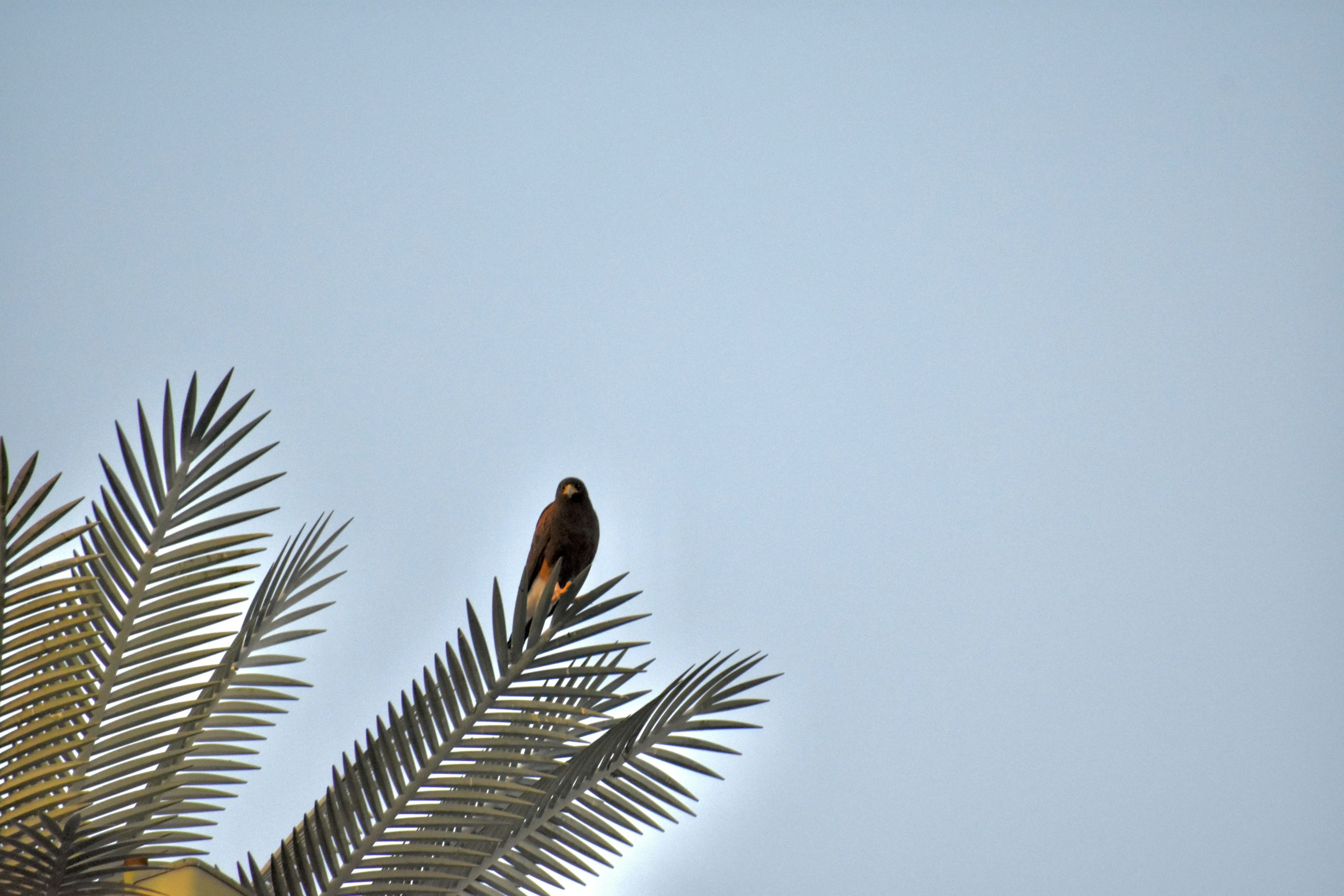 bird